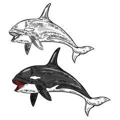 orca whale illustration isolated on white background. Vector illustration © liubov