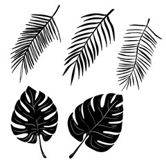 Set of hand drawn palm leaves isolated on white background. Vector illustration