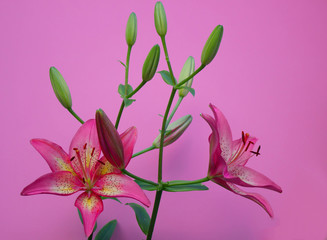 Pink lily flower on  pink background