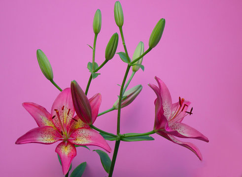 Pink Lily Flower On  Pink Background