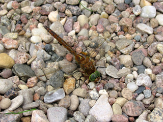The dragonfly sitting on small pebbles, close up.