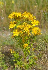 Yellow beautiful flowers of medical St.-John's wort