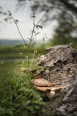 Bracket or shelf fungus on dead tree in forest with shallow depth of field in image