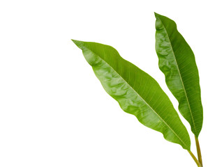Obraz premium Frangipani leaves isolated on white background. Fresh green tropical plumeria leaf background concept.