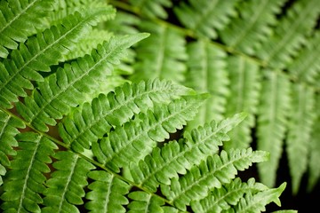 Green fern on a dark background.