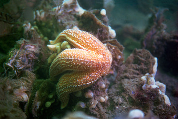 starfish eating a mussel