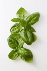 Freshly picked bunch of basil. Bunch of fresh basil against a white background.