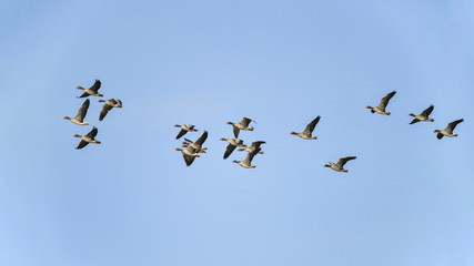 Large flock of greylag goose in clear Winter sky