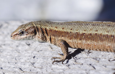 The viviparous lizard or common lizard. Macro viev. Zootoca vivipara. Lizard on a wooden board. Reptile animal