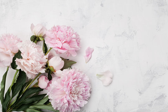 Beautiful pink peony flowers on white stone background with copy space for your text top view and flat lay style.