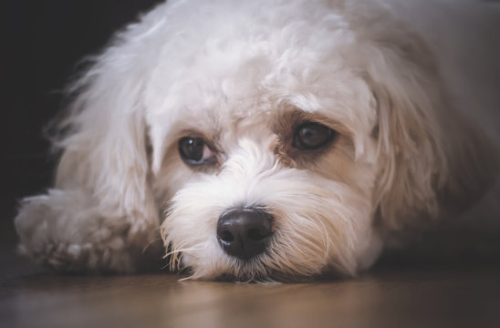 portrait of a white dog