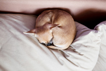 Funny chihuahua puppy on the sofa