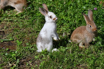 rabbits grazing the grass on the meadow