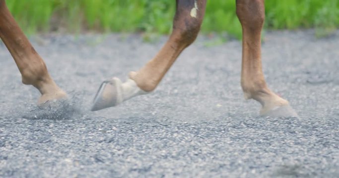 Close-up of horse hooves walking on sandy ground