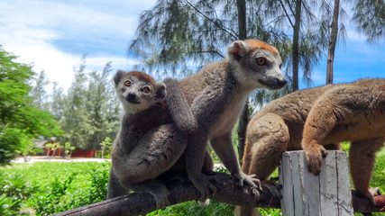 lemur family from madagascar  © daniele russo