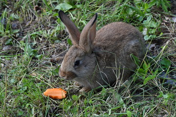 rabbits grazing the grass on the meadow