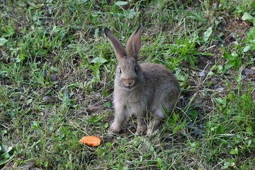 rabbits grazing the grass on the meadow