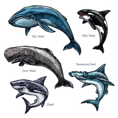 Giant sea animals whale and shark vector icons set - obrazy, fototapety, plakaty