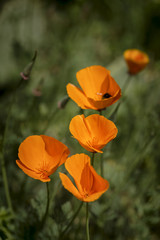 Fototapeta na wymiar Stunning California poppy flower eschscholzia californica with shallow depth of field