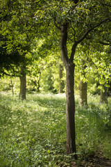 Lovely shallow depth of field fresh landscape of English forest and countryside in Spring sunshine