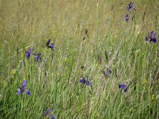 Wild irises. Spring flowers.