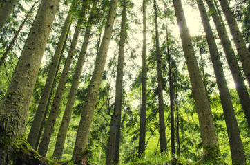 Fototapeta na wymiar Forest landscape with trees. Sunlight in the green forest. Nature green wood backgrounds