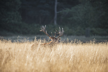 Majestic red deer stag cervus elaphus bellowing in open grasss field landscape during rut season in Autumn Fall