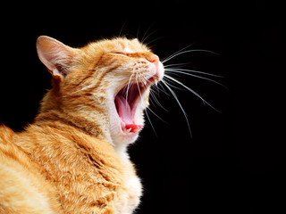Ginger cat yawns, isolated on a black background. Portrait of an orange cat with a wide open mouth