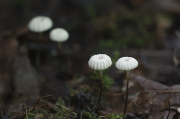 Marasmius wettsteinii musrooms