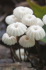 Marasmius wettsteinii musrooms