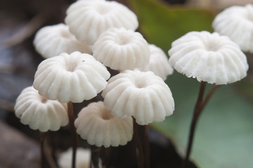 Marasmius wettsteinii musrooms