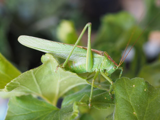 grasshopper insect animal