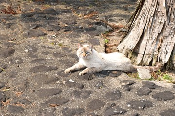 Fototapeta premium 野良猫