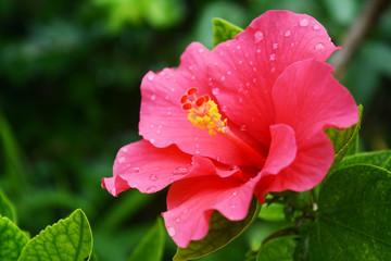 Hibiscus flower in close up with the leaf background.