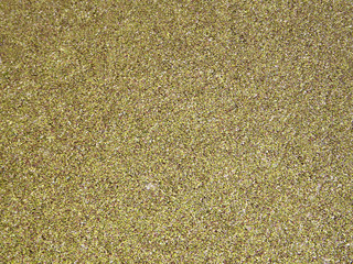 Background of green algae.