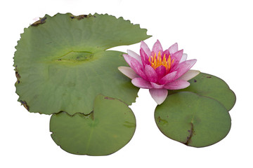 Lotus isolated on white background