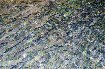 Trout in the pond