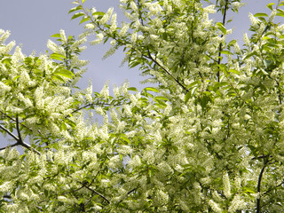Flowers on the laurel tree