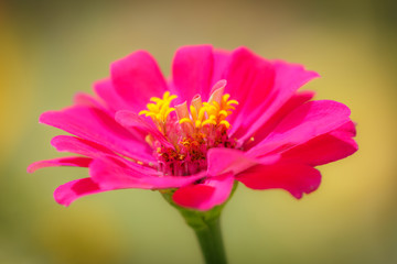 pink flower background