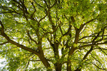 Eiche im Frühling