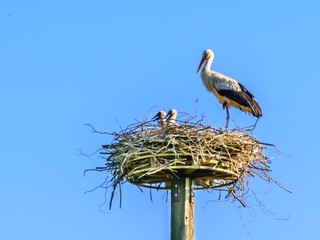 A stork with baby stork in the nest.