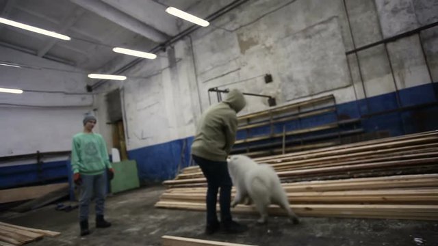 Man takes a broom out of a fluffy white dog's teeth