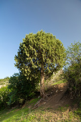 Obraz premium Juniper, North Khorasan, Iran
