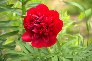 малиновый цветок пиона в саду 