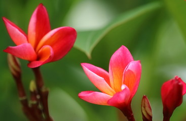 プルメリアの花