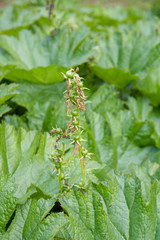 Darmera - umbrella plant