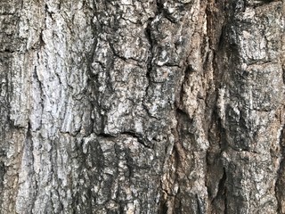 Bark of big tree textured background.