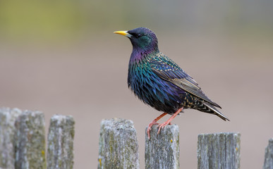 Male Common starling posing perched on old looking wooden garden fence  - obrazy, fototapety, plakaty