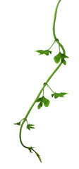 Green branch of hops with leaves, isolated without a shadow