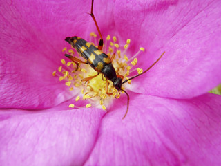 beetle on a beautiful flower.